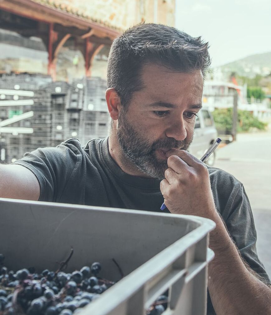 Vinyes de Celler Marfil amb vista a Barcelona
