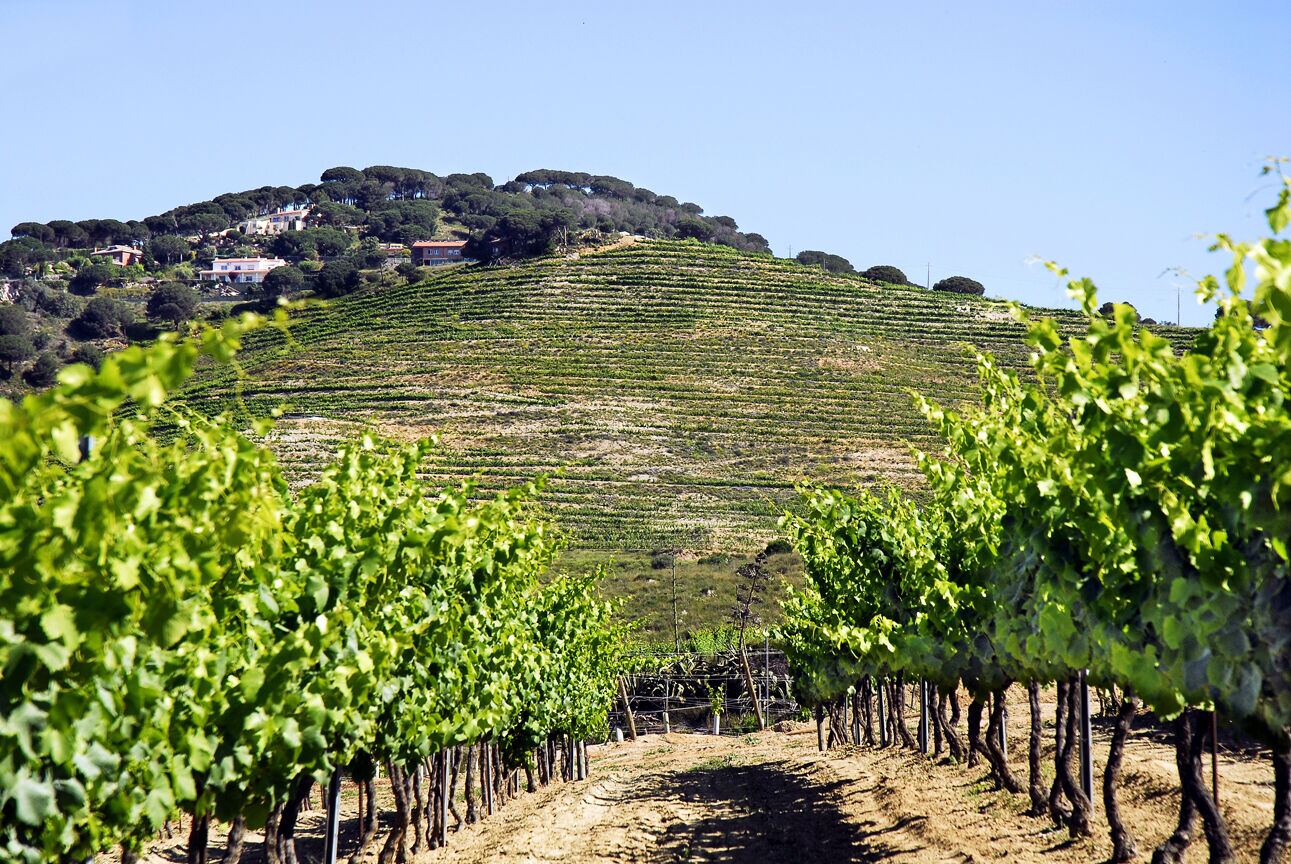 Vinyes velles als turons d'Alella