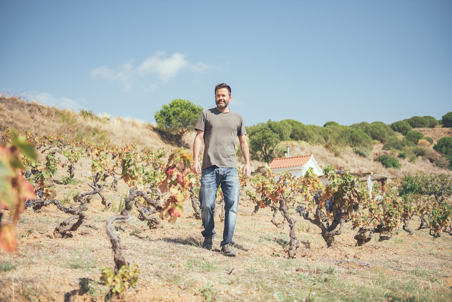 Vinyes velles d'Alella amb vista a Barcelona